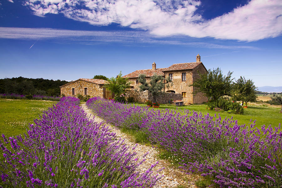 Tuscany, Lavender Field, Italy Digital Art By Olimpio Fantuz - Fine Art 