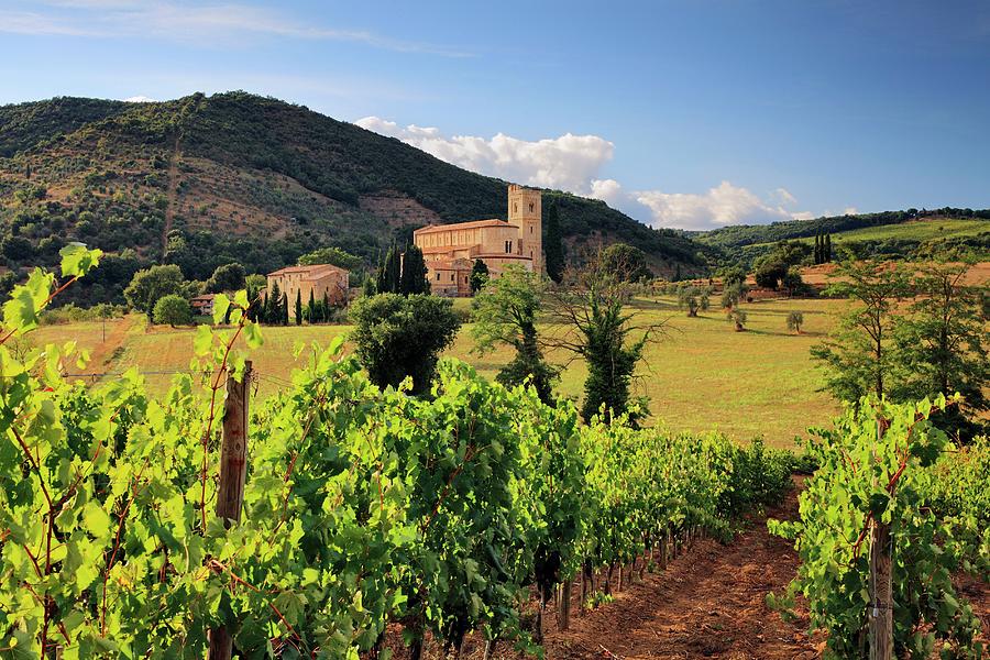 Wine Digital Art - Tuscany, Montalcino, Italy by Riccardo Spila