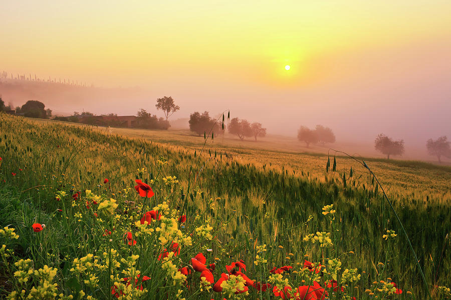 Tuscany, Orcia Valley, Foggy Morning Digital Art by Maurizio Rellini