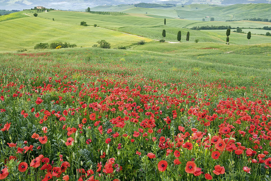 Tuscany, Orcia Valley, Poppies, Italy Digital Art by Douglas Pearson