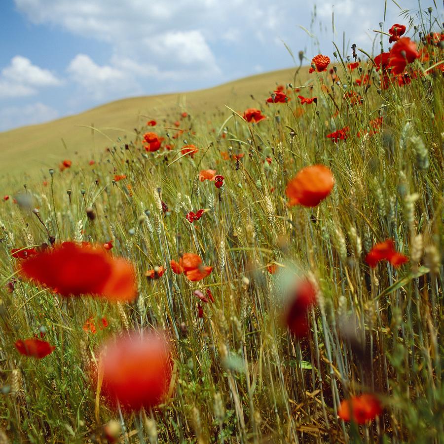 Tuscany, Poppy Field Digital Art by Colin Dutton