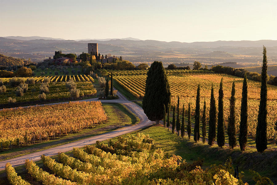Tuscany, Sangiovese Vineyards, Italy Digital Art by Massimo Ripani