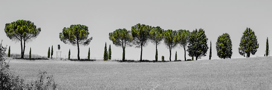 Tuscany trees Photograph by Wolfgang Stocker
