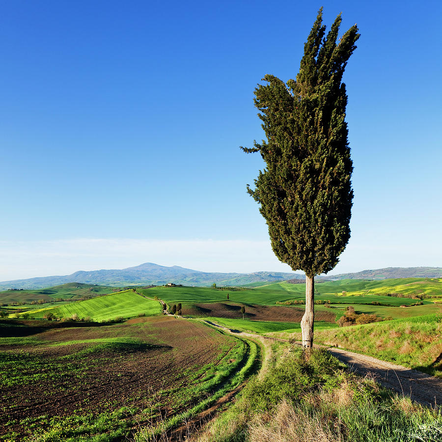 Nature Digital Art - Tuscany, Typical Countryside, Italy by Luigi Vaccarella