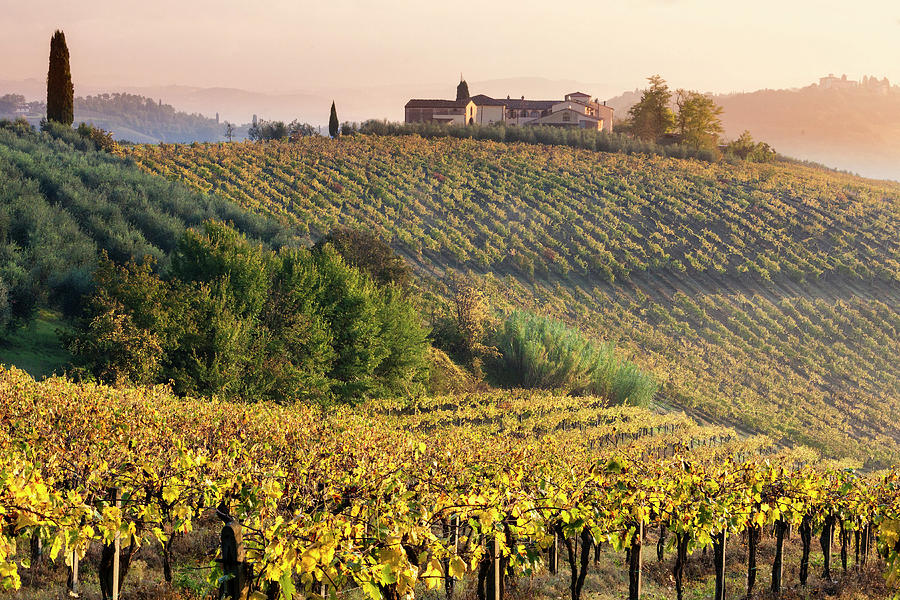 Tuscany, Vernaccia Vineyards, Italy Digital Art by Guido Baviera