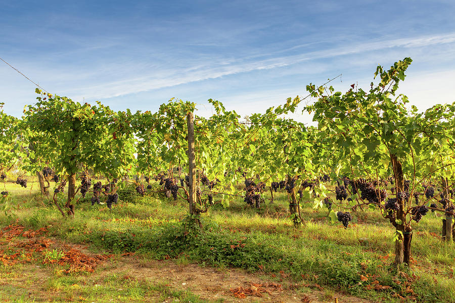 Tuscany vineyard 3 Photograph by Jeff Johnson - Fine Art America