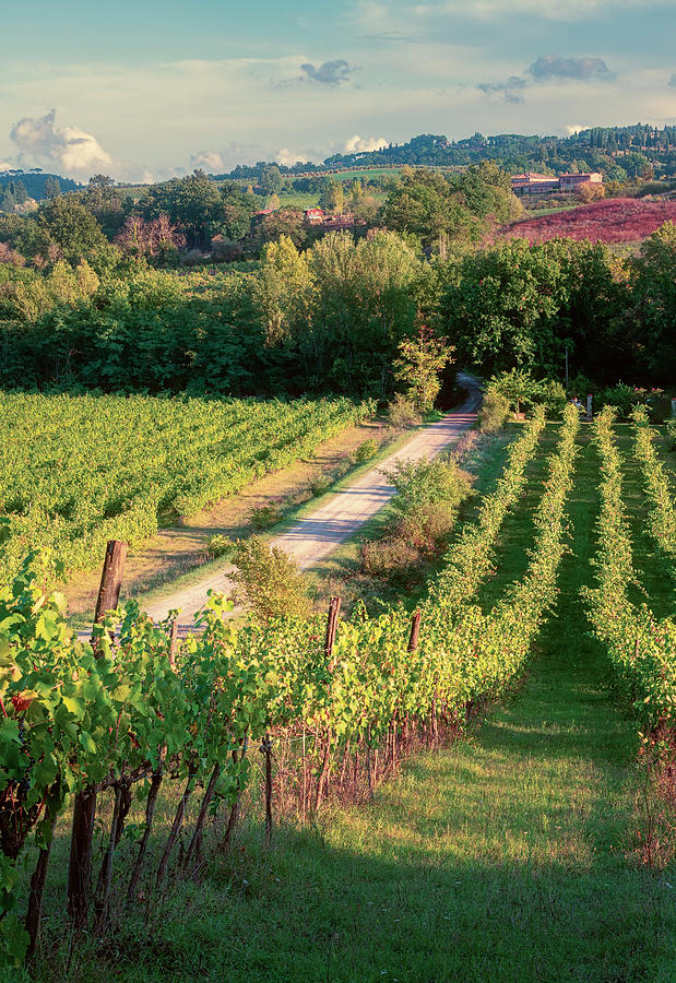 Tuscany Vineyard Late Afternoon Photograph