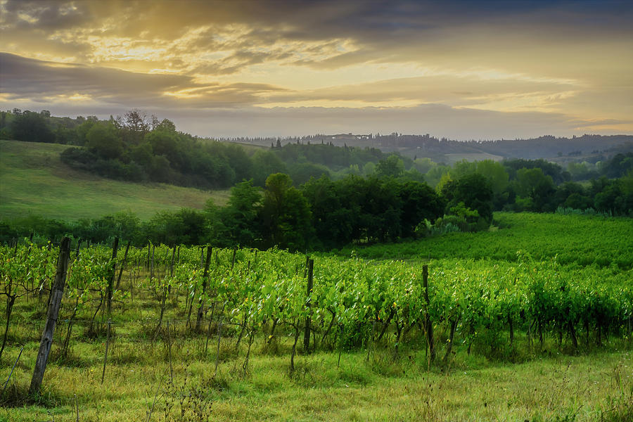 Tuscany Vinyard Sunrise Photograph by Joan Carroll