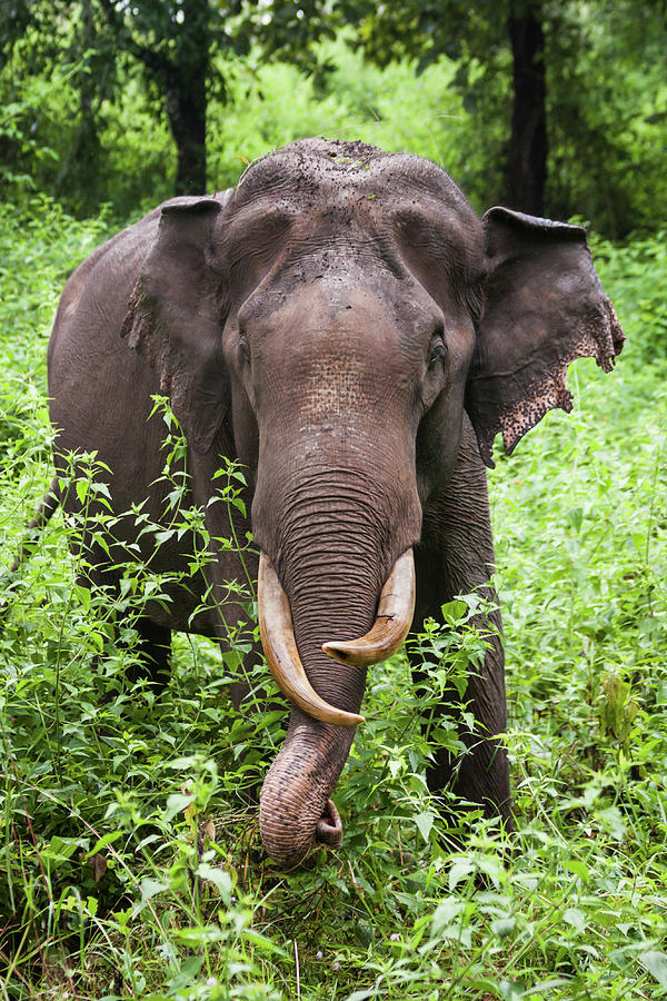 Tusker Asian Elephant Photograph by Jeff A. Goldberg.  Grayslake, Il. Usa.