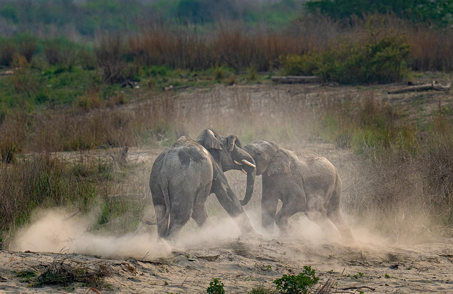 Wildlife Photograph - Tusker Trouble by Rajat Dhesi