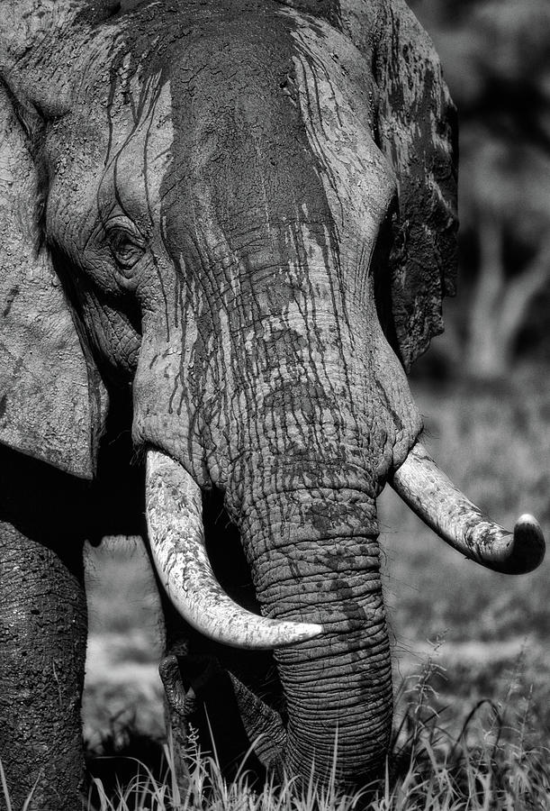Animal Photograph - Tusks by Niassa Lion Project