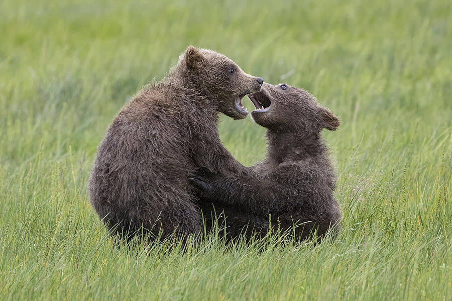 Bear Photograph - Tussle Of Twins by Renee Doyle