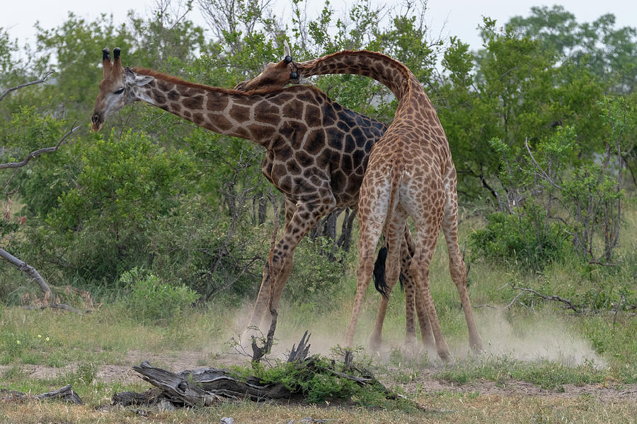 Tussling Giraffes Photograph by Mark Hunter