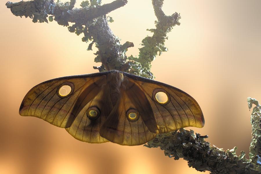 Moth Photograph - Tussore Silkmoth by Jimmy Hoffman