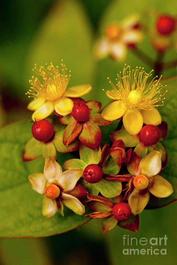 Flower Photograph - Tutsan (hypericum Androsaemum) Flowers And Berries by Ian Gowland/science Photo Library