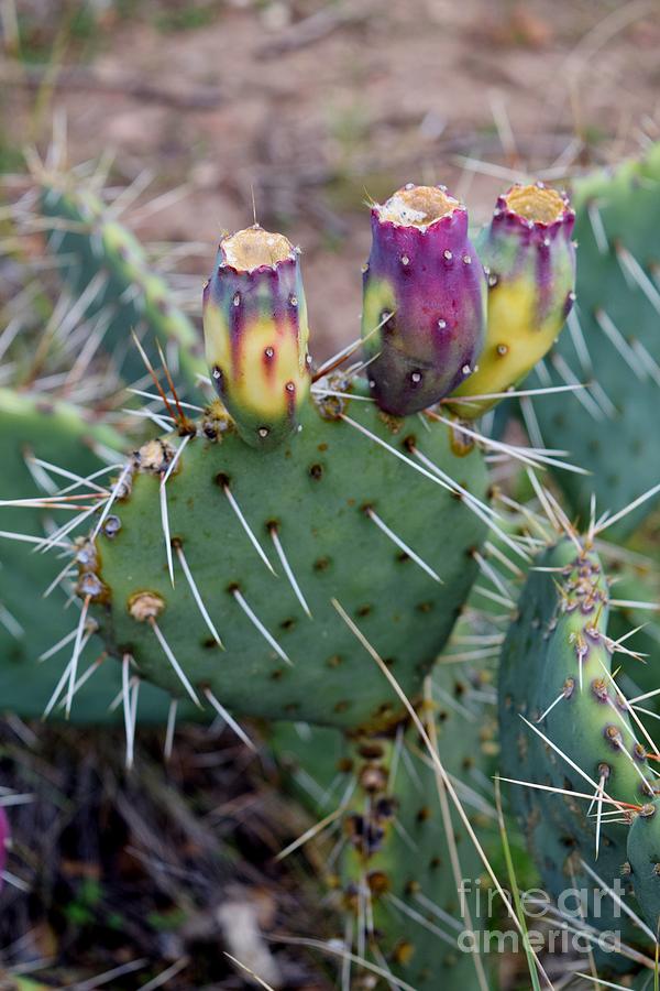 Tutti-frutti Prickly Pear Photograph by Janet Marie