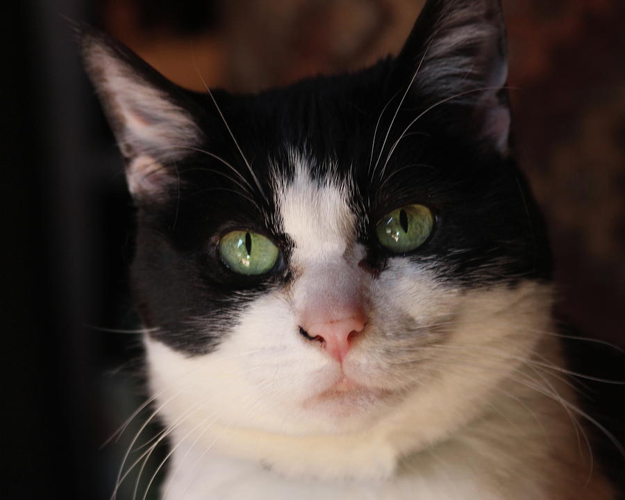 Tuxedo Kitty Photograph by Cathy Lindsey - Fine Art America