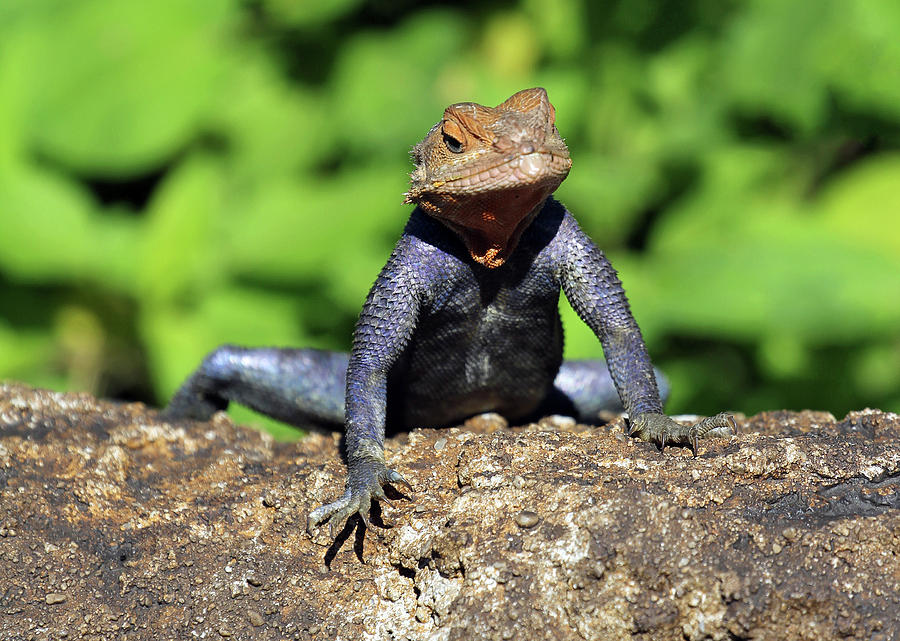 Tuxedo Lizard Photograph by Jennifer Robin