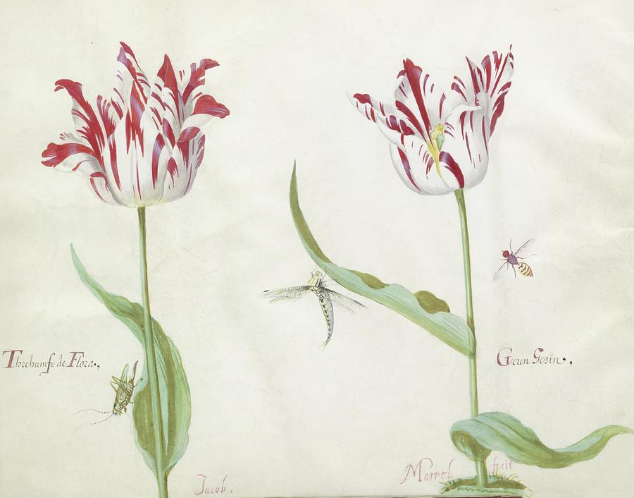 Tulip Painting - Twee Tulpen Met Drie Insecten by Jacob Marrel