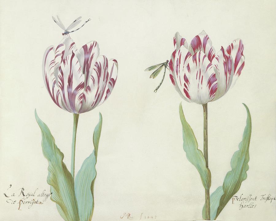 Twee Tulpen Met Twee Libellen Painting by Jacob Marrel | Fine Art America