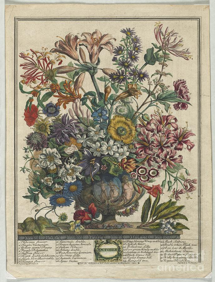 Twelve Months Of Flowers October Drawing by Heritage Images