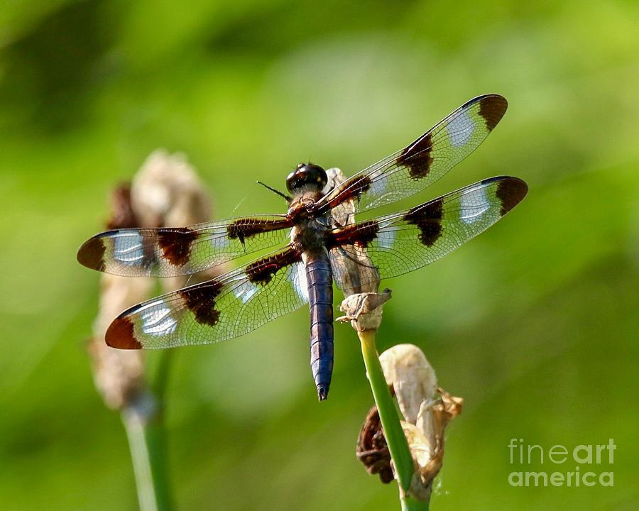 Twelve-spotted Skimmer Dragonfly Photograph by Susan Rydberg