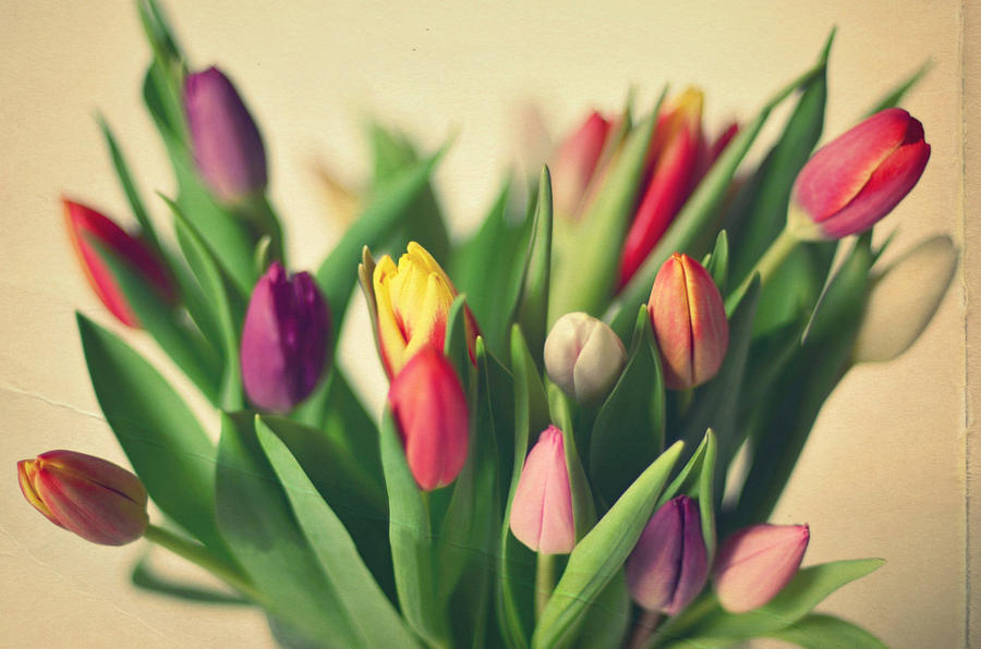 Twenty Colorful Tulips Photograph by Photo By Ira Heuvelman-dobrolyubova