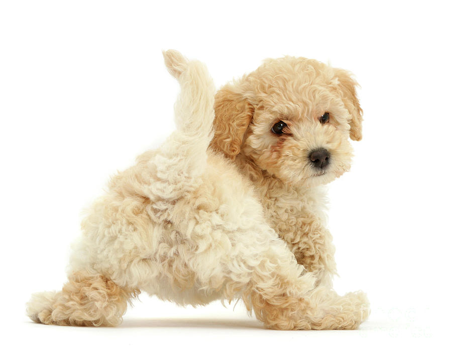 Dog Photograph - Twerking Pooshon Pup by Warren Photographic
