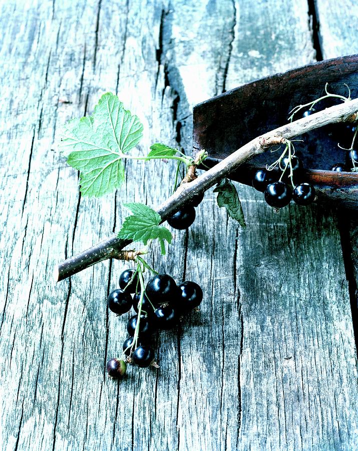 Twig Of Blackcurrants Photograph by Matthias Hoffmann