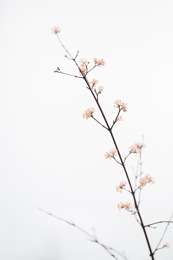 Twig With Small Flowers Photograph by 1x Studio Iii - Pixels