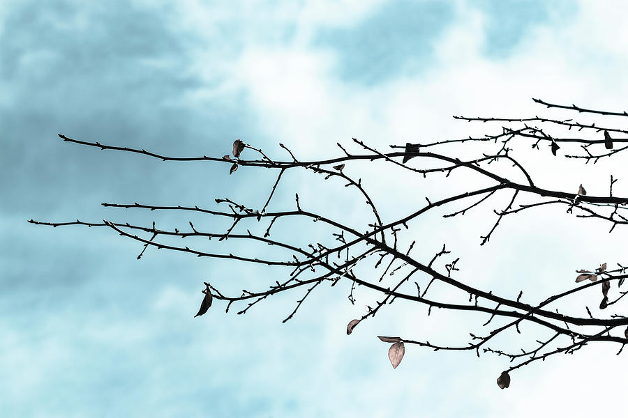 Nature Photograph - Twigs Against Sky 1 by Eva Bane
