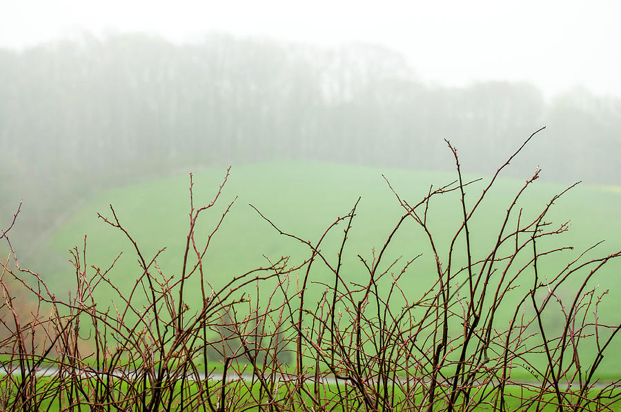 Twigs in Mist Photograph by Ginger Stein