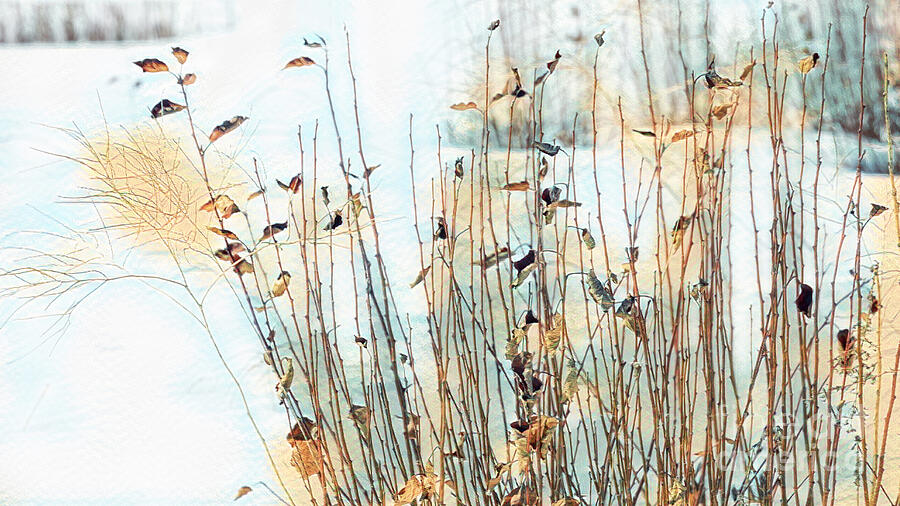 Twigs Leaves Snow Digital Art by Jean OKeeffe Macro Abundance Art