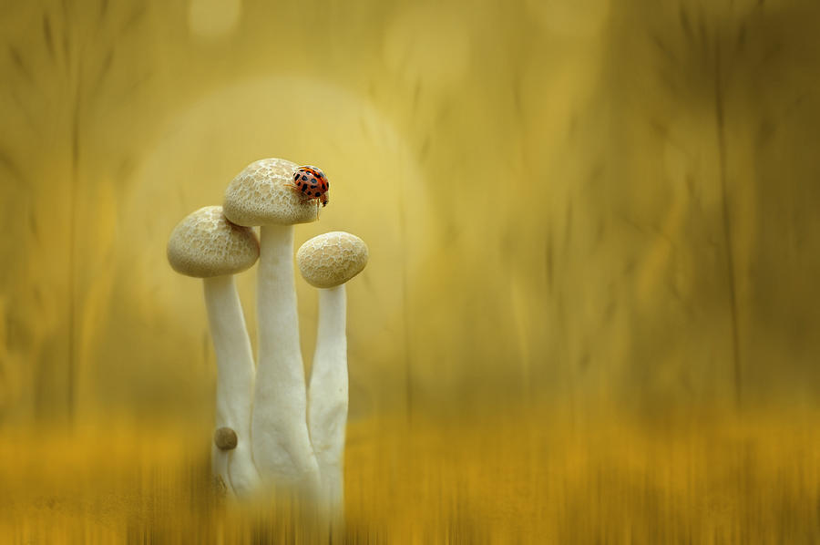 Mushroom Photograph - Twilight by Edy Pamungkas