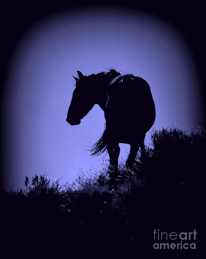 Twilight Equus Photograph by Tru Waters