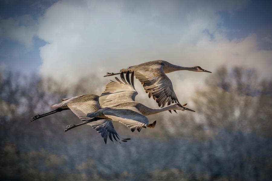 It Was Twilight And Sandhill Cranes >> Twilight Flight Photograph By Sandra Burm It Was Twilight And Sandhill Cranes >> Twilight Flight Photograph By Sandra Burm