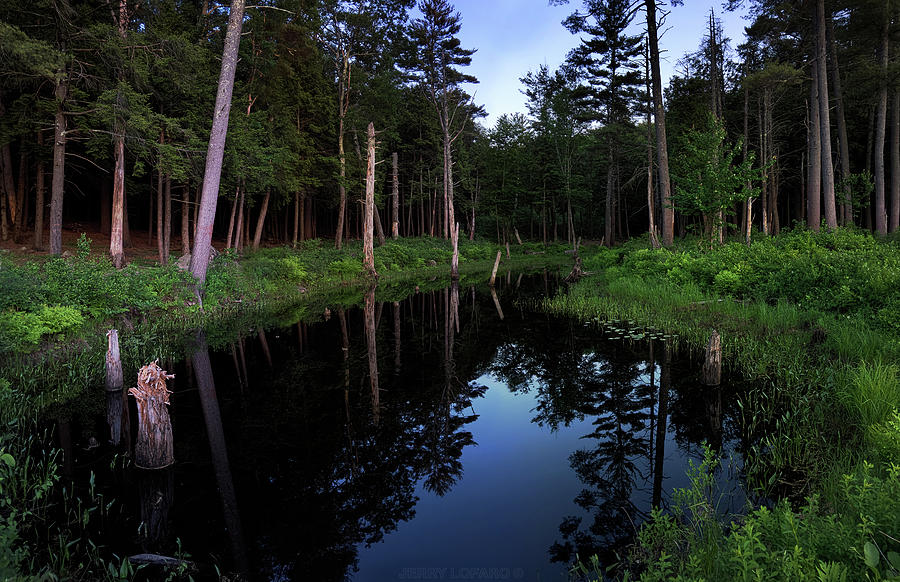 Tree Photograph - Twilight Pool by Jerry LoFaro