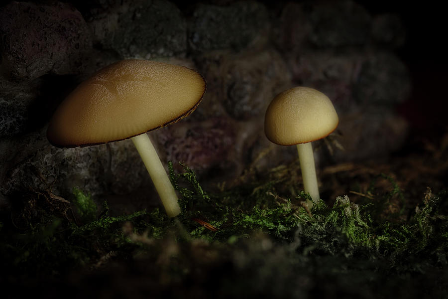 Twilight Toadstools by Tom Mc Nemar Twilight Toadstools by Tom Mc Nemar