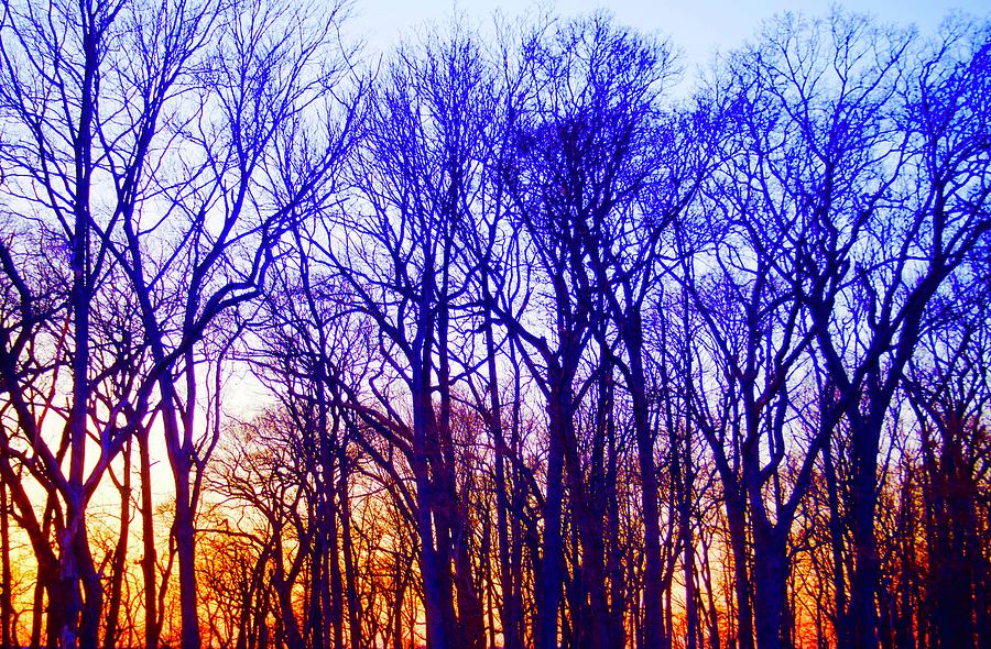 Twilight Trees Photograph by Denise Benson
