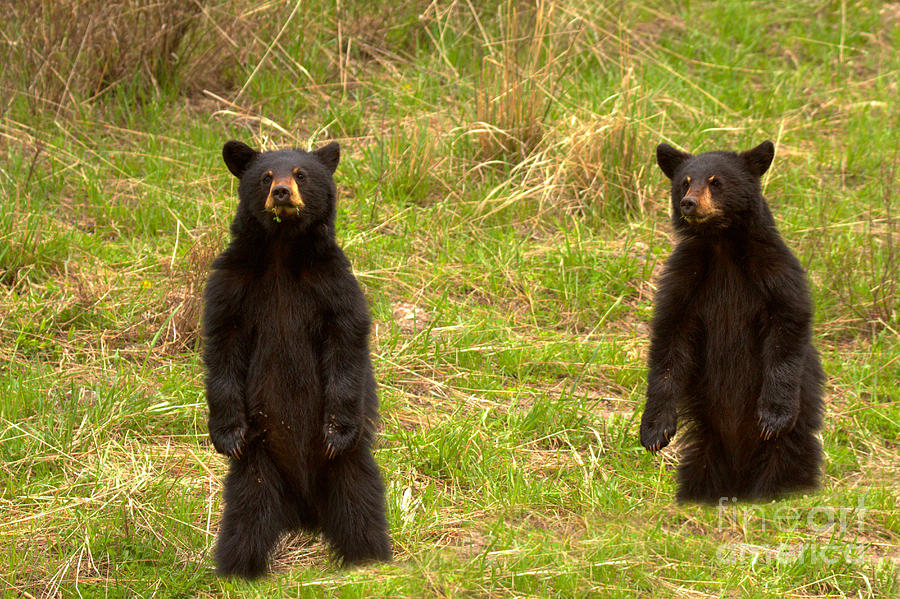 Twin Black Bears In The Grass Photograph by Adam Jewell