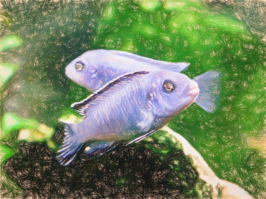 Twin Blue Zebra Cichlids Colored Pencil Digital Art by Don Northup