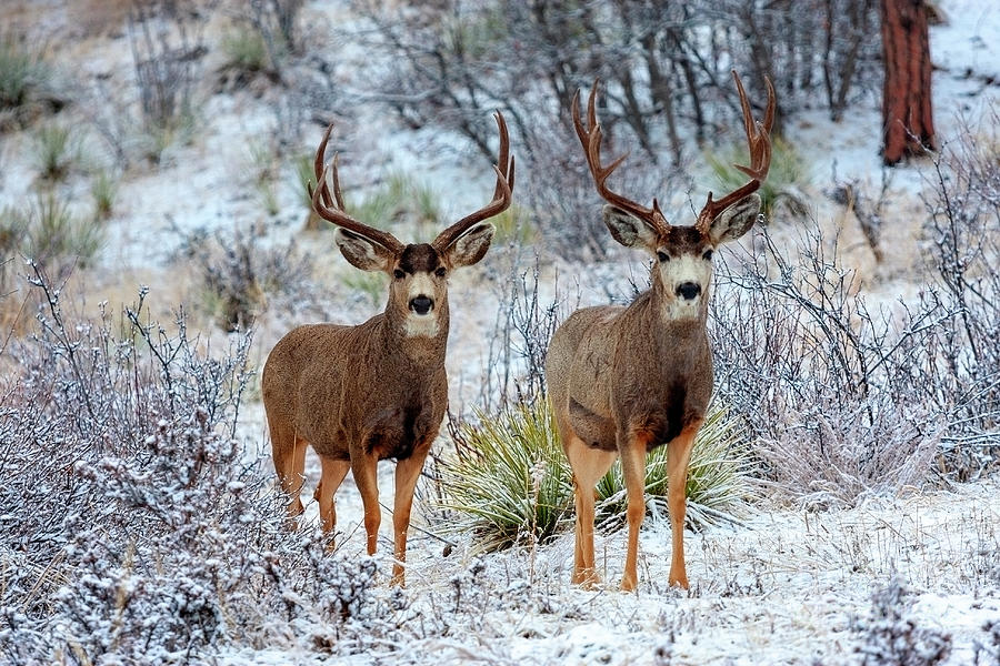 Twin Bucks in Snow Photograph by Steven Krull