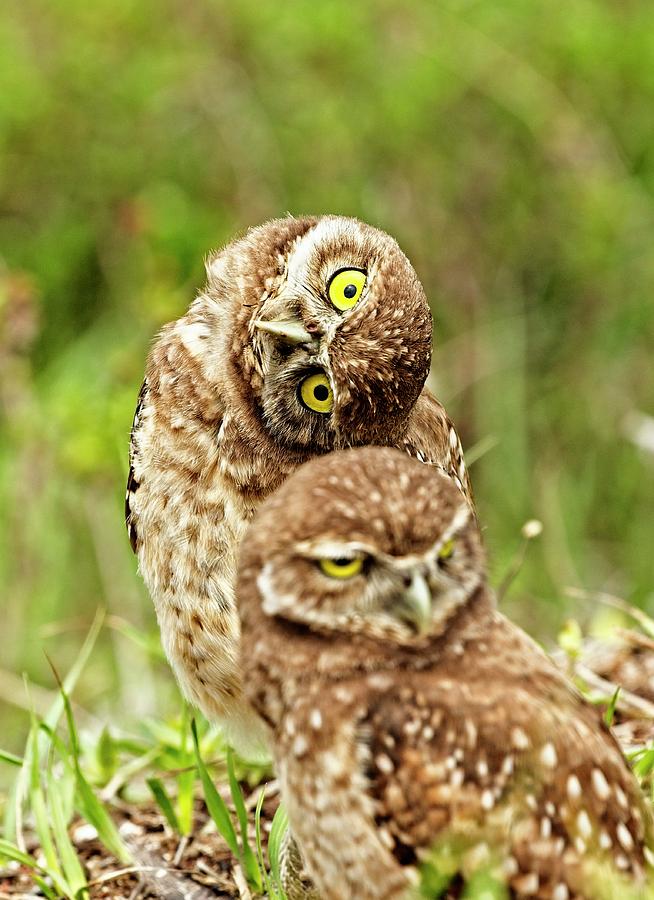 Owl Photograph - Twin Chicks by John Bates Owl Photograph - Twin Chicks by John Bates