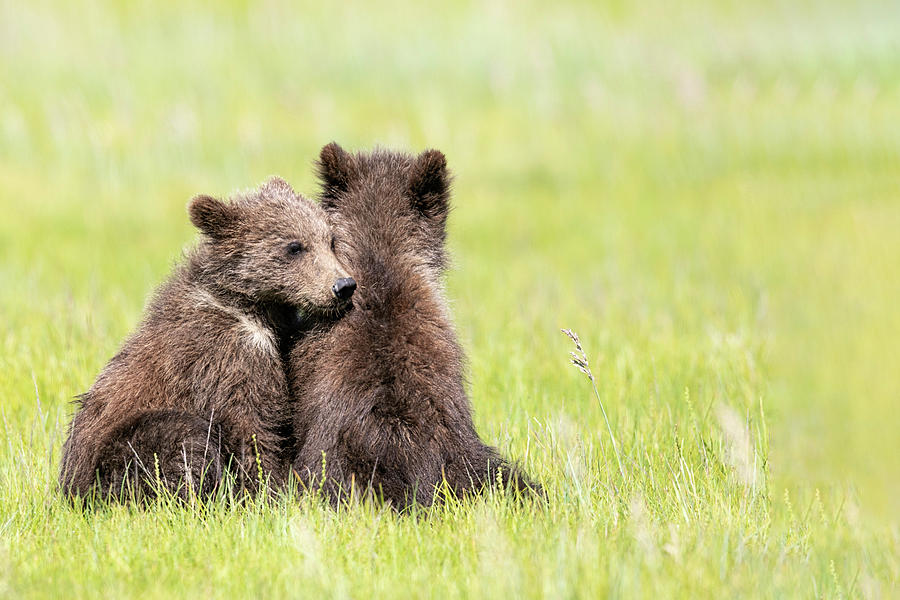 Twin Cubs Cuddling Photograph by Mark Harrington