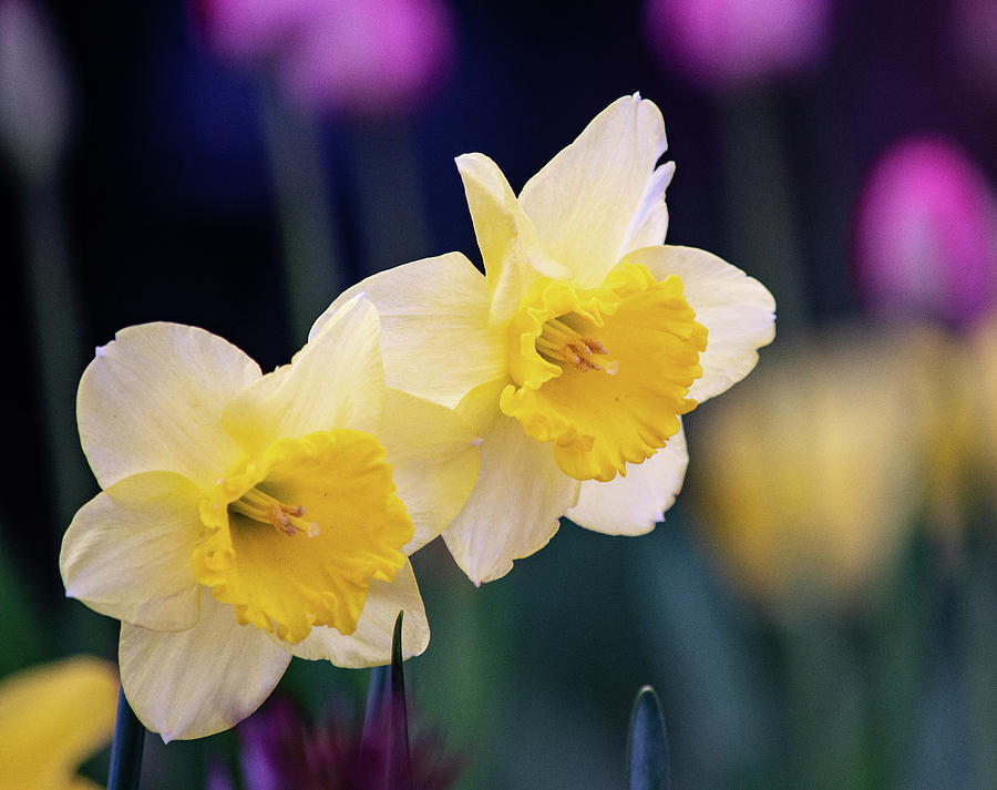 Twin Daffodils Photograph by Joan Han
