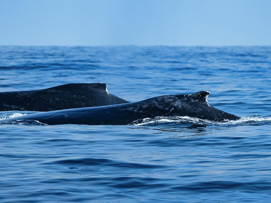 Twin Dorsal Fins, Feeding Humpback Photograph by Ralph Lee Hopkins | Pixels