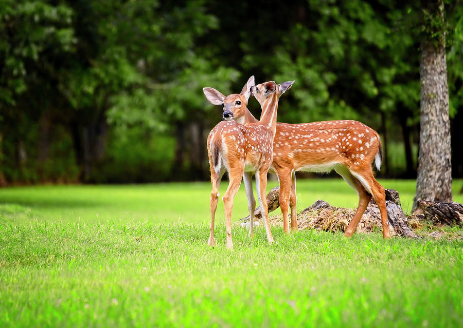 Twin Fawns Photograph by Laura Vilandre