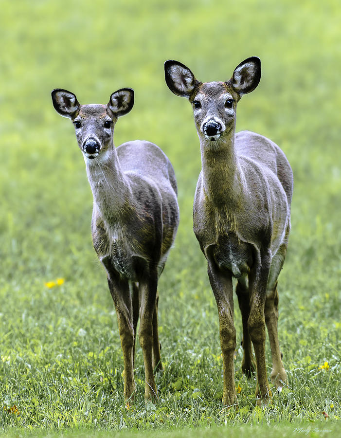Twin Fawns Photograph by Marty Saccone