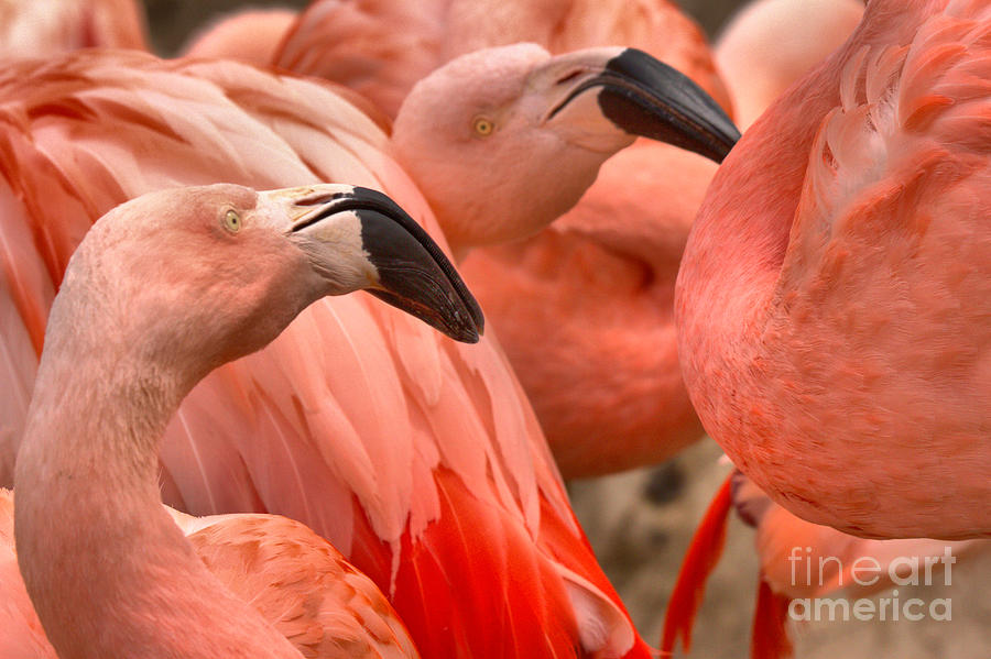 Twin Flamingo Beaks Photograph by Adam Jewell