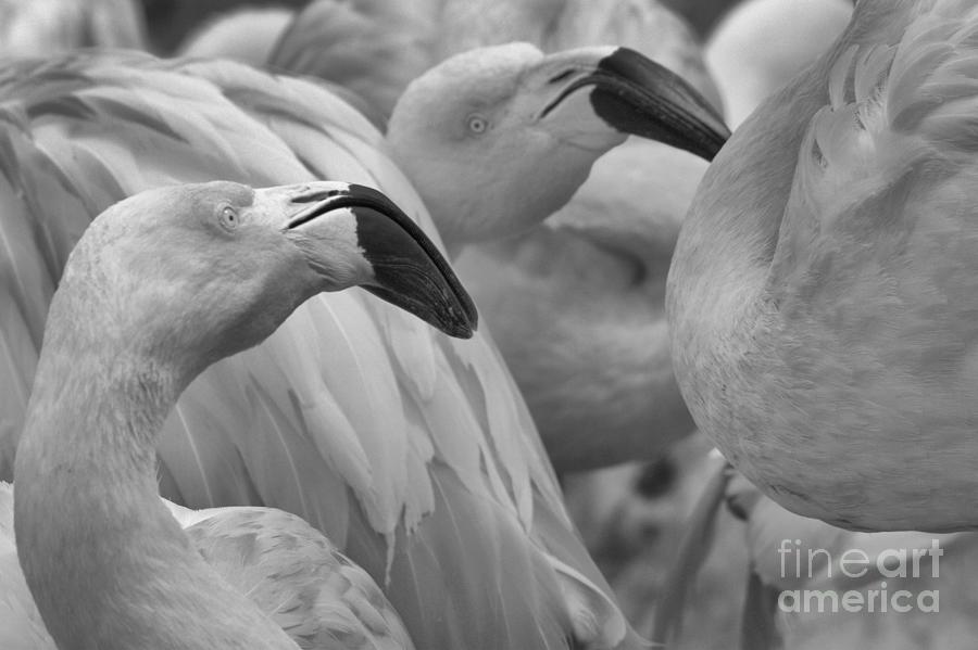 Twin Flamingo Beaks Black And White Photograph by Adam Jewell